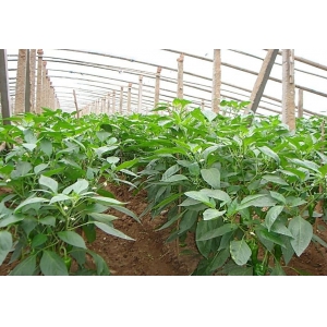 冬季棚室蔬菜用肥注意事项(图1)
