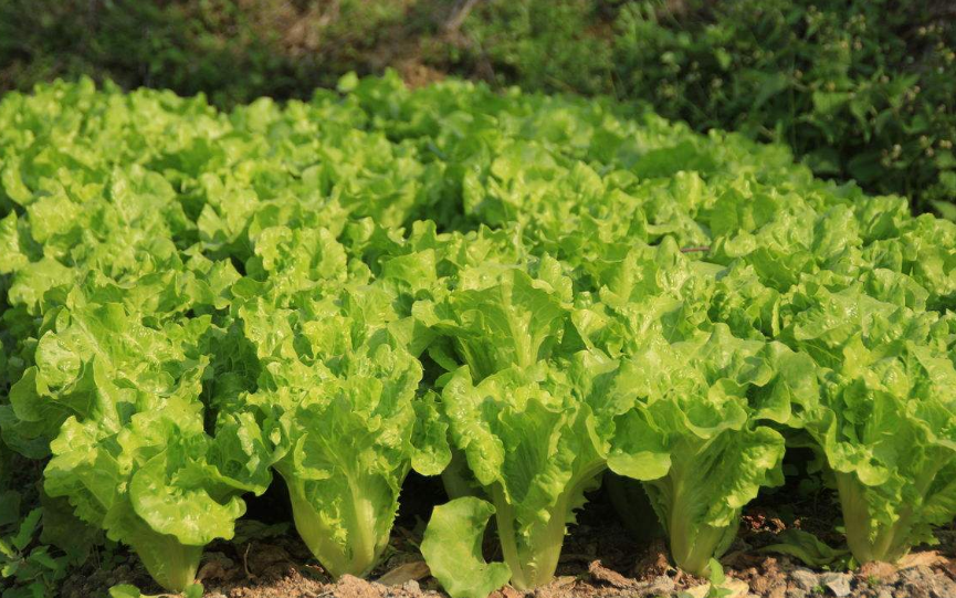 生菜怎么种?生菜的种植及挑选方法(图2) 生菜怎么种?生菜的种植及挑选方法(图2)