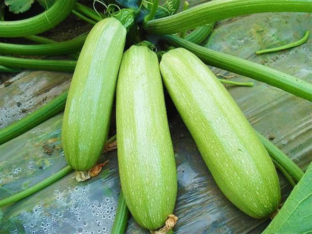 西葫芦温室高产技术要点？(图1)