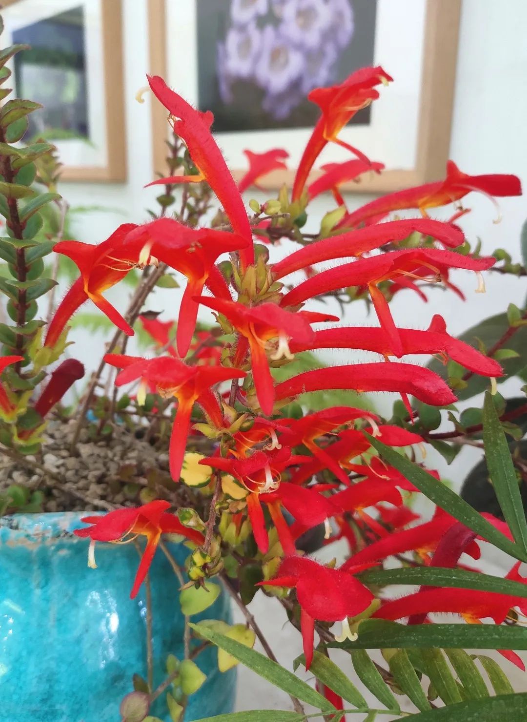 鲸鱼花好养吗?鲸鱼花的养殖方法和注意事项(图1) 鲸鱼花好养吗?鲸鱼花的养殖方法和注意事项(图1)